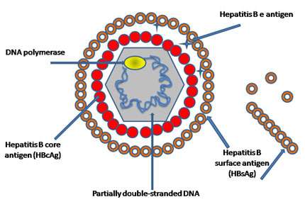 Dessin du virus de l’hépatite B, particules et surface © Graham Colm Wikipedia Domaine Public