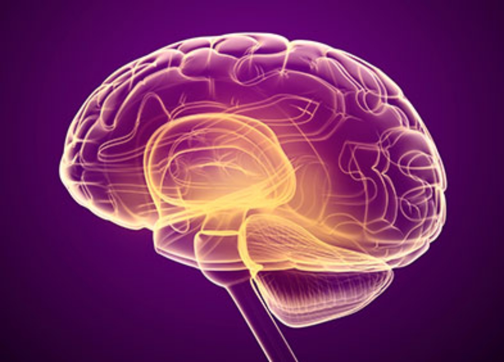 Image 3D du cerveau humain