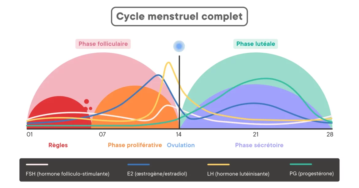 Cycle menstruel complet (méthode du calendrier)